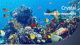  Presentation with sea coral - PPT theme featuring man caucasian professor in a lavender shirt with a beard reading old book isolated studio on white background background and a light gray colored foreground