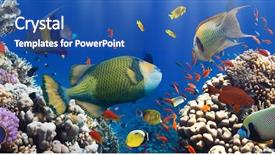  Presentation with sea coral - Colorful slides enhanced with coral and fish backdrop and a ocean colored foreground