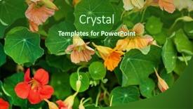  Presentation with coral - Presentation theme with coral-and-orange-nasturtium background and a forest green colored foreground