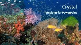  Presentation with tropical reef fish - Beautiful slide deck featuring coral and tropical fish backdrop and a ocean colored foreground