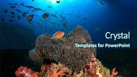  Presentation with clownfish nemo fish - Presentation design consisting of coral anemones and clownfish nemo background and a ocean colored foreground