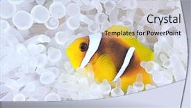  Presentation with bleached - Amazing presentation having symbiosis - amphiprion bicinctus anemonefish in bleached backdrop and a sky blue colored foreground