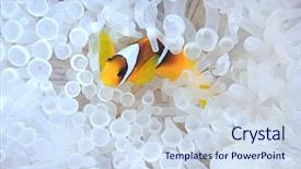  Presentation with bleached - Presentation design featuring symbiosis - anemone fish in bleached host background and a sky blue colored foreground