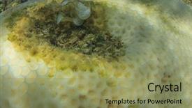  Presentation with sea coral - Audience pleasing presentation consisting of change and rising sea temperature backdrop and a coral colored foreground