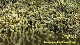  Presentation with overfishing - PPT theme with overfishing - coral bleaching dead coral killed background and a tawny brown colored foreground