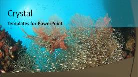  Presentation with sea coral - PPT theme with bommie - coral fish and sea background and a cyan colored foreground