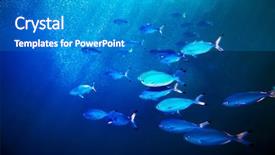  Presentation with coral reefs blue water beautiful sky - Slide set featuring coral fish in blue water background and a  colored foreground