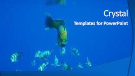  Presentation with sea coral - Audience pleasing slide set consisting of coral-fish-in-red-sea backdrop and a gray colored foreground