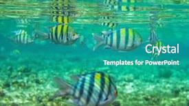  Presentation with sea coral - Cool new PPT layouts with coral-fish-in-red-sea backdrop and a teal colored foreground