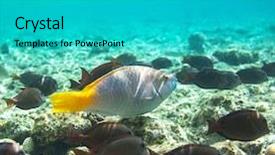  Presentation with sea coral - Beautiful PPT theme featuring coral-fish-in-red-sea backdrop and a teal colored foreground