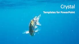  Presentation with sea coral - Audience pleasing PPT layouts consisting of coral-fish-in-red-sea backdrop and a gray colored foreground