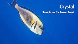  Presentation with sea coral - Audience pleasing slide set consisting of coral-fish-in-red-sea backdrop and a cobalt blue colored foreground