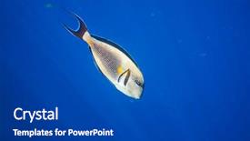  Presentation with sea coral - PPT theme having coral-fish-in-red-sea background and a dark gray colored foreground