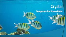  Presentation with sea coral - Audience pleasing slide set consisting of coral-fish-in-red-sea backdrop and a teal colored foreground