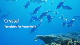  Presentation with sea coral - Colorful presentation design enhanced with coral fish in red sea egypt backdrop and a teal colored foreground