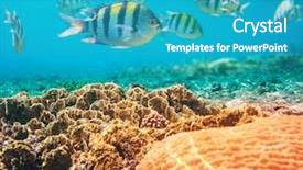  Presentation with aquaculture full of sea fish - Cool new presentation design with coral fish in red sea backdrop and a teal colored foreground