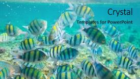  Presentation with sea coral - Slide set consisting of coral fish in red sea background and a teal colored foreground