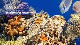  Presentation with fish at sea - Presentation featuring coral fish in red sea background and a  colored foreground