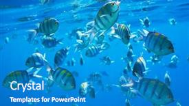  Presentation with sea coral - Presentation featuring coral fish in red sea background and a teal colored foreground