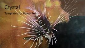  Presentation with sea coral - Beautiful theme featuring coral fish in the red backdrop and a coral colored foreground