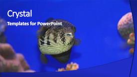  Presentation with sea coral - Amazing presentation theme having coral fish in the red backdrop and a royal blue colored foreground