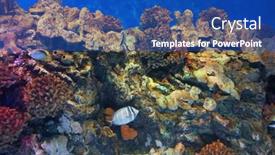  Presentation with sea coral - 