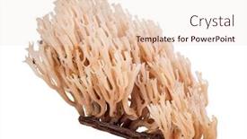  Presentation with fungi - Slides having background pointing to the screen background and a light gray colored foreground