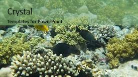  Presentation with fishes - Amazing presentation theme having coral garden full of colorful fishes backdrop and a seafoam green colored foreground