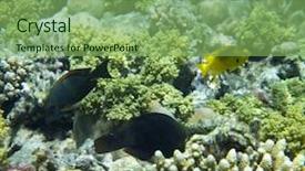  Presentation with fishes - Colorful presentation design enhanced with tablet pc device with medicine interface screen in hands of doctor backdrop and a light gray colored foreground