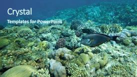  Presentation with fishes - Colorful PPT theme enhanced with coral garden full of colorful fishes backdrop and a ocean colored foreground