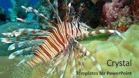  Presentation with coral reef - Amazing PPT layouts having coral great barrier reef backdrop and a mint green colored foreground