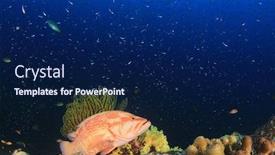  Presentation with coral reef - PPT theme enhanced with coral-grouper-coral-trout-fish background and a navy blue colored foreground