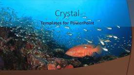  Presentation with coral reef - Amazing slides having coral-grouper-coral-trout-fish backdrop and a cyan colored foreground