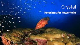  Presentation with fish ocean - Beautiful slides featuring coral-grouper-fish-on-underwater backdrop and a dark gray colored foreground