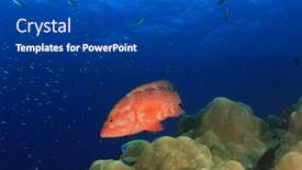  Presentation with grouper - PPT theme having coral-grouper-fish-on-underwater background and a ocean colored foreground