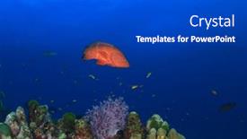  Presentation with grouper - 