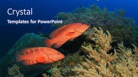  Presentation with grouper - 