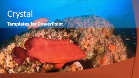  Presentation with grouper - Audience pleasing slide set consisting of coral-grouper-fish backdrop and a teal colored foreground