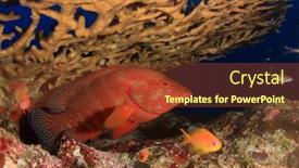  Presentation with grouper - 