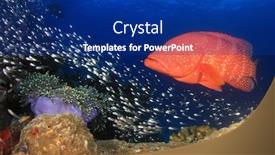  Presentation with grouper - Slide deck with coral-grouper-fish background and a navy blue colored foreground