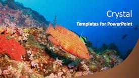  Presentation with grouper - Presentation theme having coral-grouper-hind-fish background and a teal colored foreground