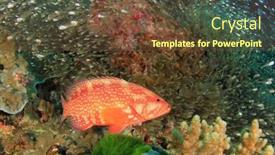  Presentation with grouper - Audience pleasing presentation design consisting of coral-grouper-hind-fish backdrop and a tawny brown colored foreground