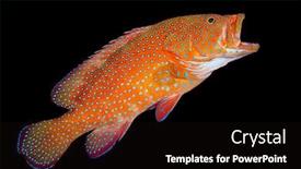 Presentation with grouper - Colorful PPT theme enhanced with coral-grouper-over-black backdrop and a wine colored foreground