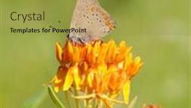  Presentation with weed - Theme having coral hairstreak butterfly feeding on butterfly weed background and a gold colored foreground