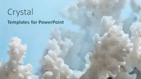  Presentation with sea coral - Amazing presentation theme having coral-in-coastal-water-macro backdrop and a light blue colored foreground