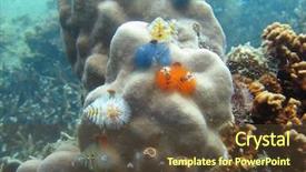  Presentation with prison thailand - Audience pleasing PPT theme consisting of coral in koh tao thailand backdrop and a tawny brown colored foreground