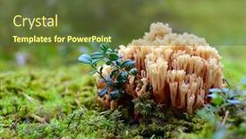  Presentation with coral - Cool new presentation design with coral-mushroom-ramaria-formosa-close backdrop and a tawny brown colored foreground