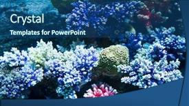  Presentation with sea coral - Slide deck with coral on the sea floor background and a ocean colored foreground