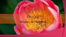  Presentation with peony - PPT layouts featuring coral-peony-in-the-garden background and a gold colored foreground
