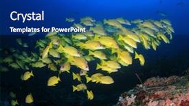  Presentation with coral reef - PPT theme consisting of coral reef and fish underwater background and a ocean colored foreground